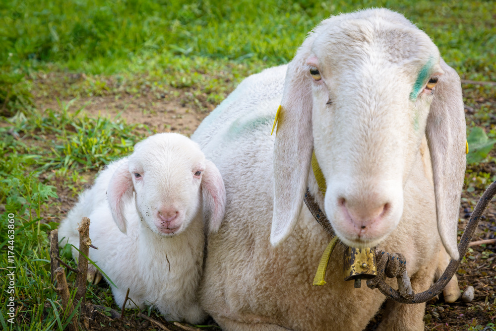 Obraz premium sheep lamb and ewe lying on meadow