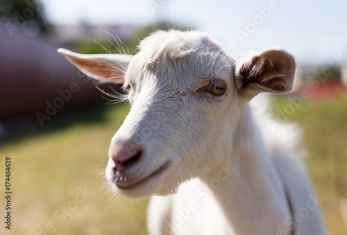 Fototapeta Naklejka Na Ścianę i Meble -  a portrait of a goat in the pasture