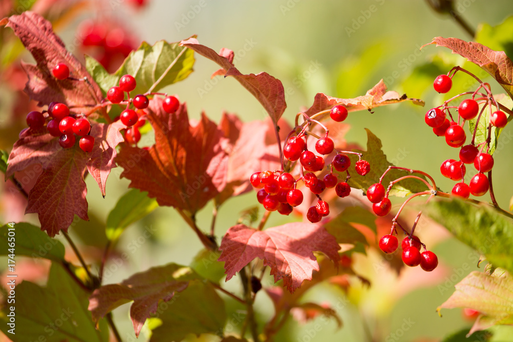red viburnum berries on a tree branch