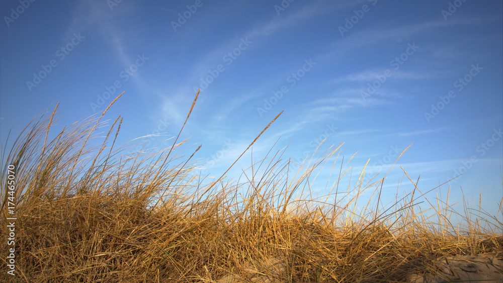 Fototapeta premium Winterdünen