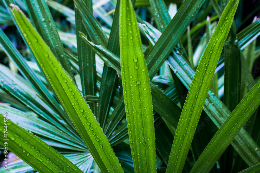 Fototapeta premium leaf shaped sharp and Droplet in the garden,dark green leaves are shaped like spikes texture. Abstract background