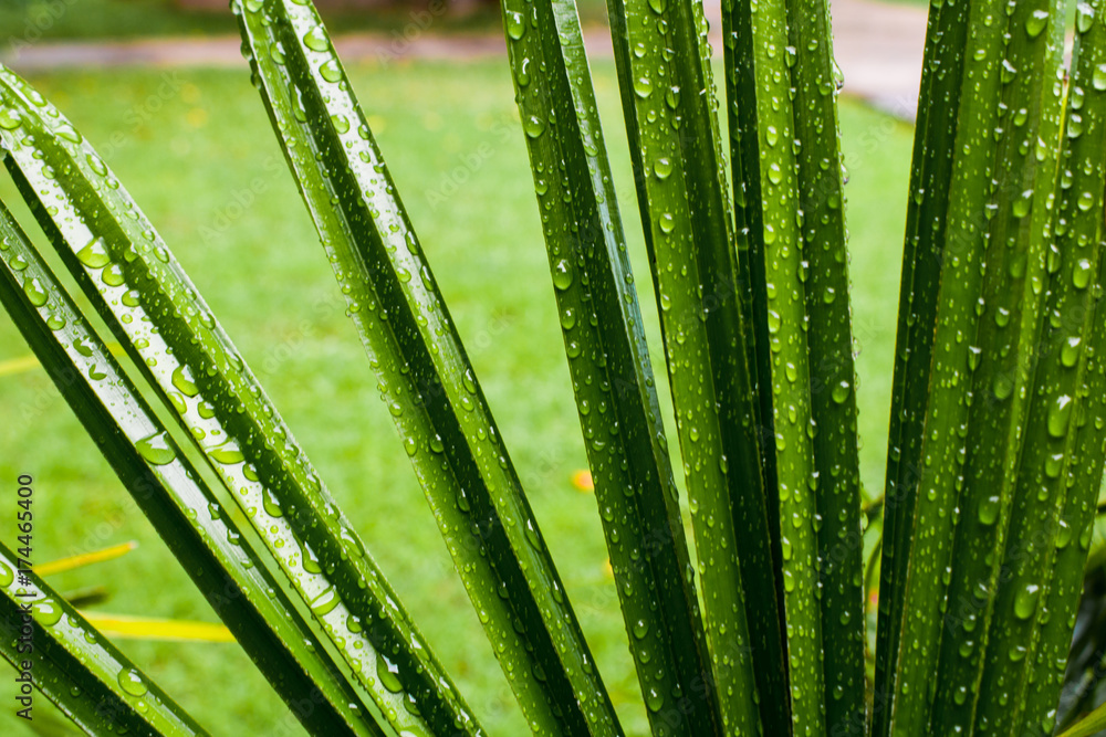 Fototapeta premium leaf shaped sharp and Droplet in the garden,dark green leaves are shaped like spikes texture. Abstract background