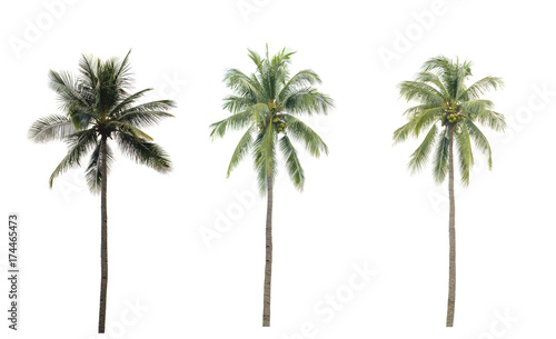 collection Palm coconut the garden isolated on white background