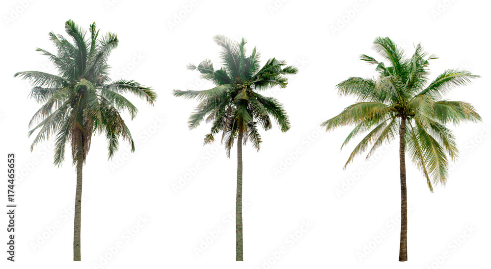 Fototapeta premium collection Palm coconut the garden isolated on white background