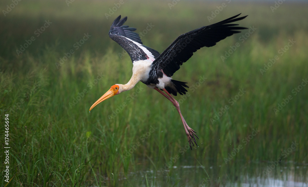 Naklejka premium Painted Stork in Flight