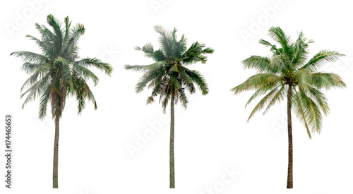 collection Palm coconut the garden isolated on white background