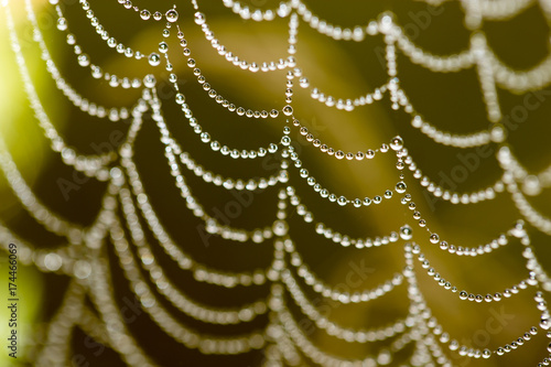 drops of dew on a spider web as a background