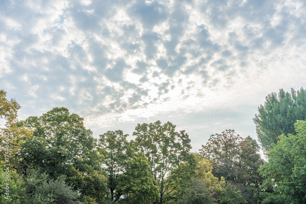 Fototapeta premium stormy clouds over tree line forrest with blue and red sky