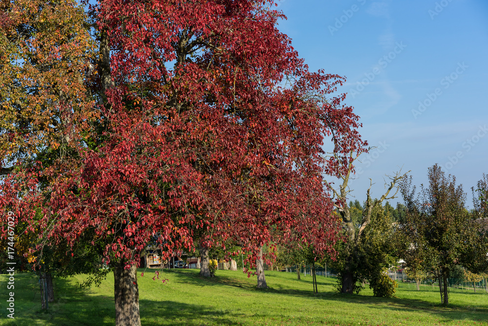 tree with red leaves leaf autumn on grass field with blue sky two colour leaves