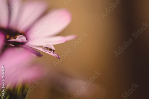 Macro di una goccia d'acqua sul petalo di una margherita rosa