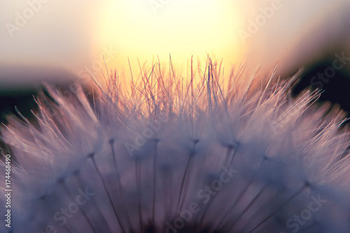 Close-up view of a dandelion, blowball against the sunset on green background in a late summer evening