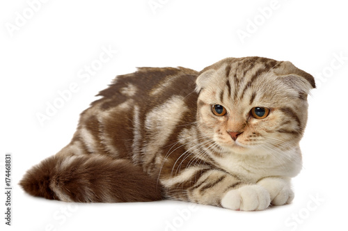 Marble brown Scottish fold kitten