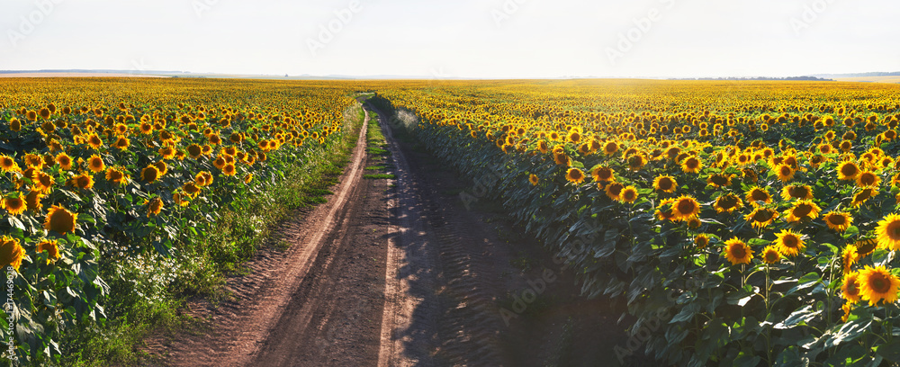 Naklejka premium Summer landscape with a field of sunflowers, a dirt road