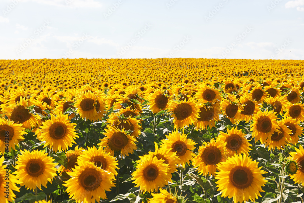 Fototapeta premium Sunflower field with cloudy blue sky