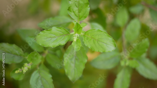 Green leaf