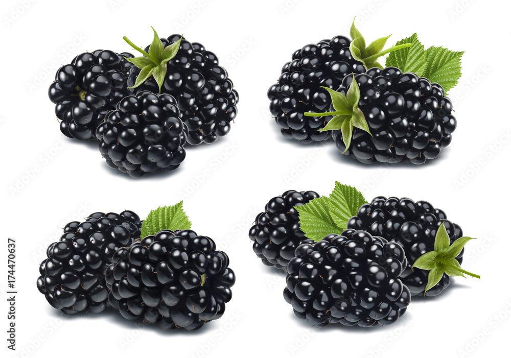 Blackberry set isolated on white background Blackberry set isolated on white background