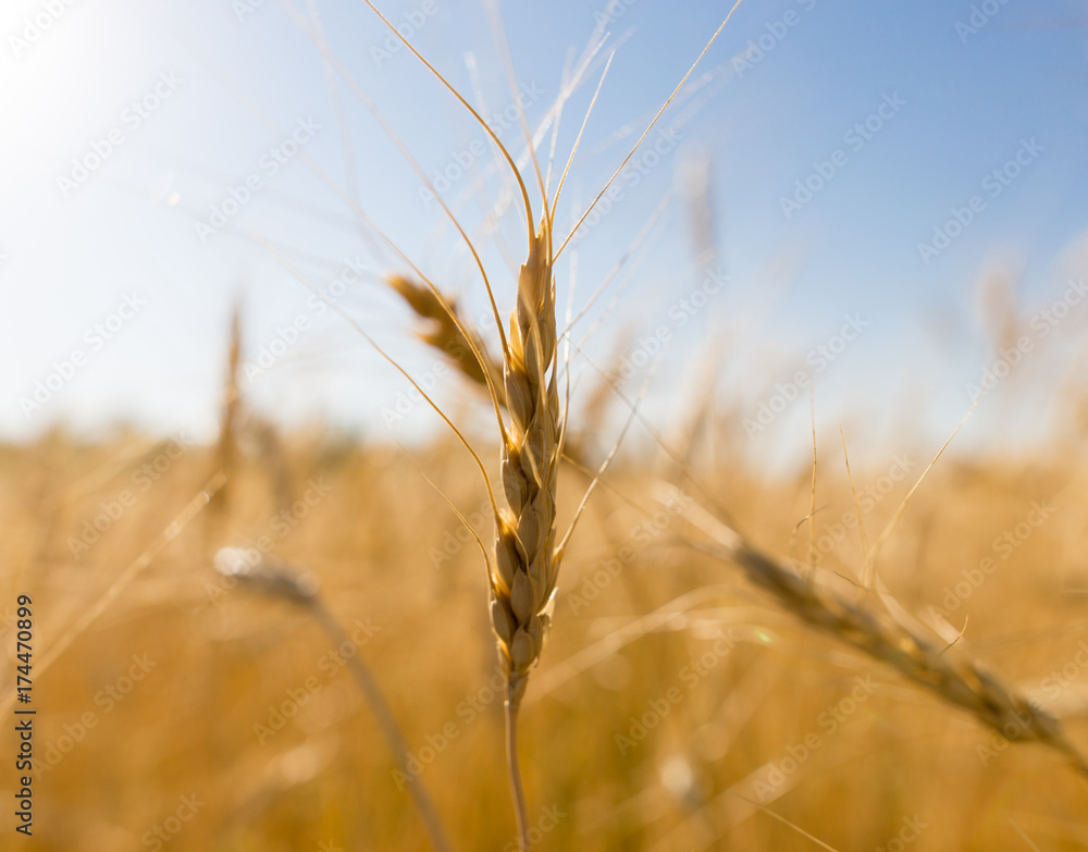 Fototapeta premium Yellow ears of wheat against the blue sky