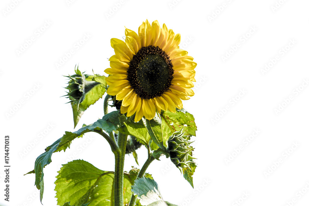 Obraz premium Sunflower
