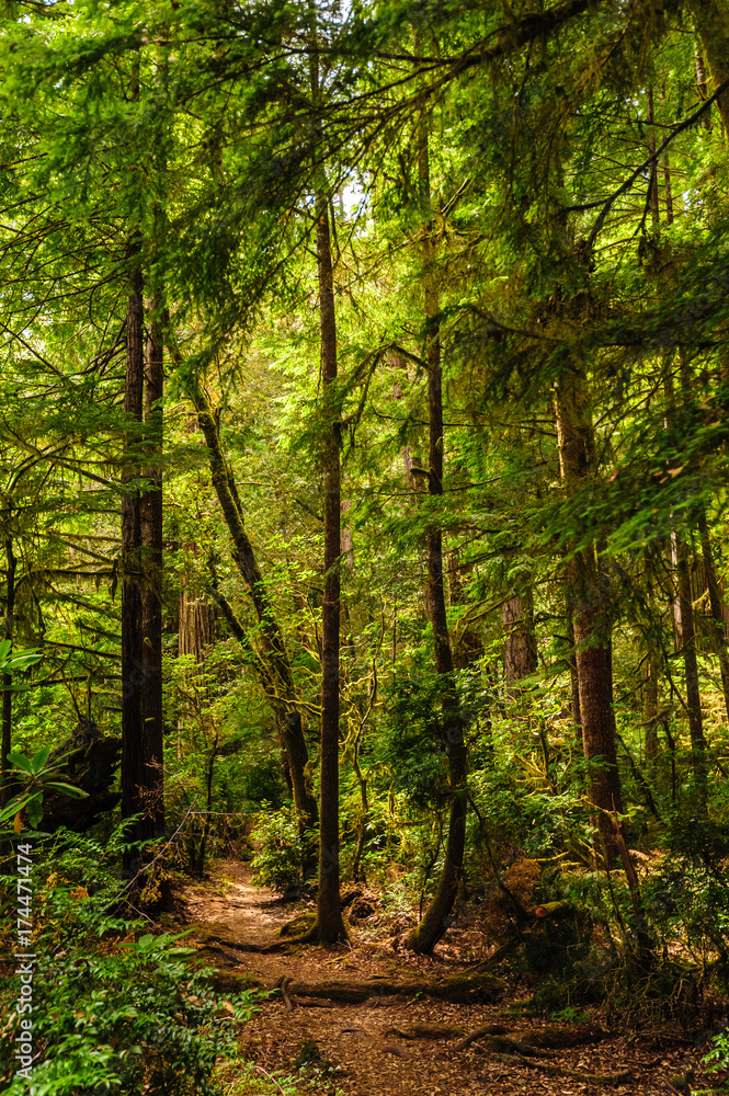Naklejka premium Redwood National Forest