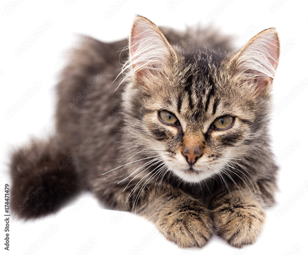 portrait of a cat on a white background