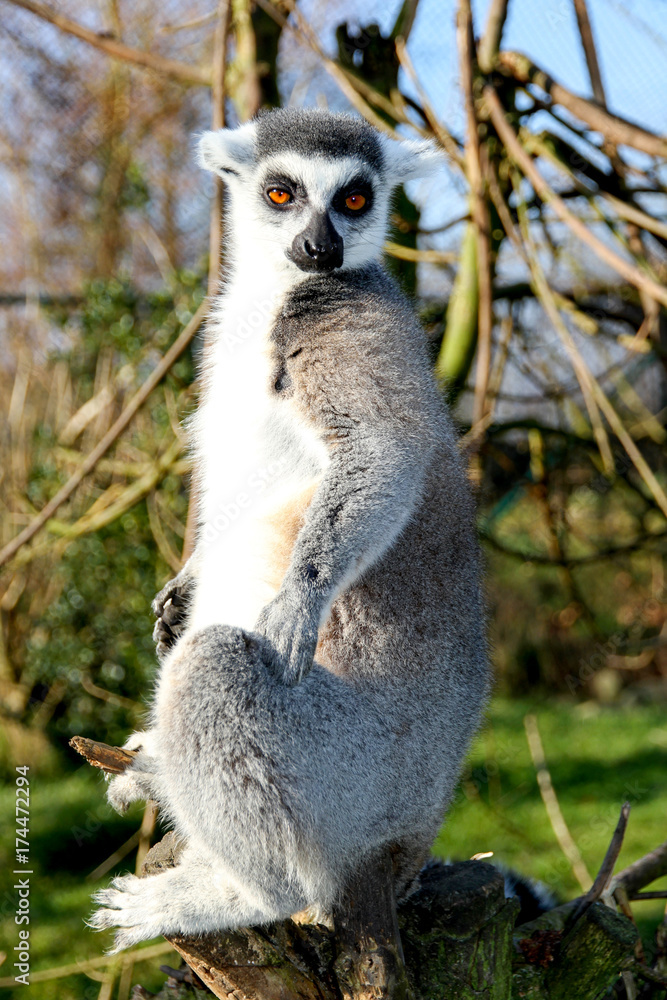 Lemur posing