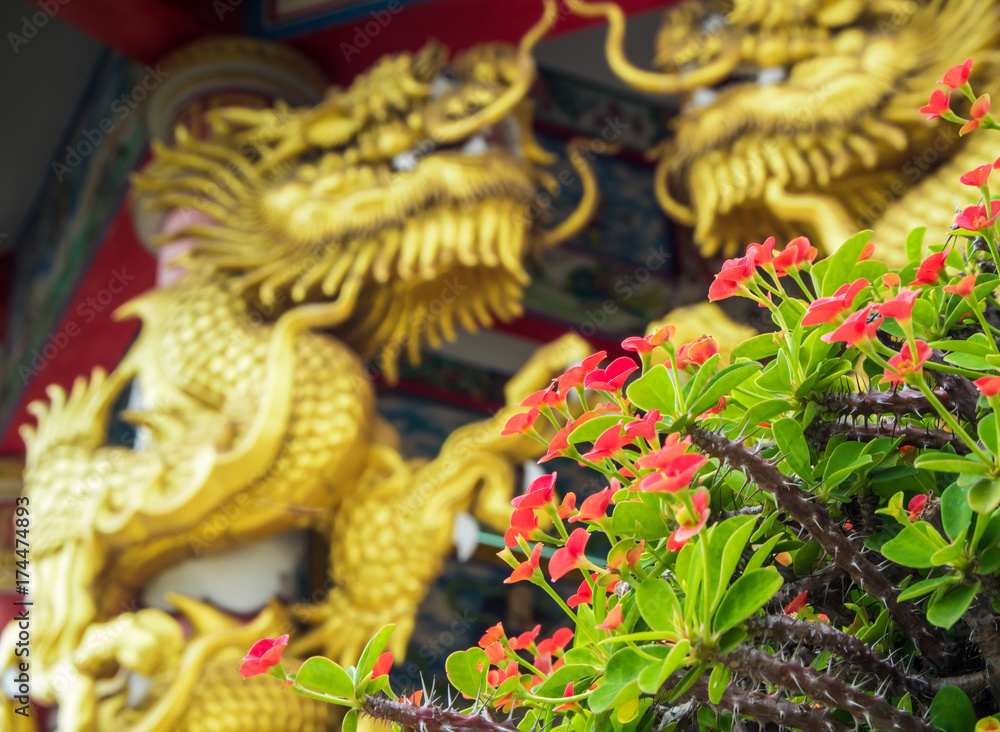 Gold dragon sculpture and Red flower of Christ Thorn in Chinese religious venues