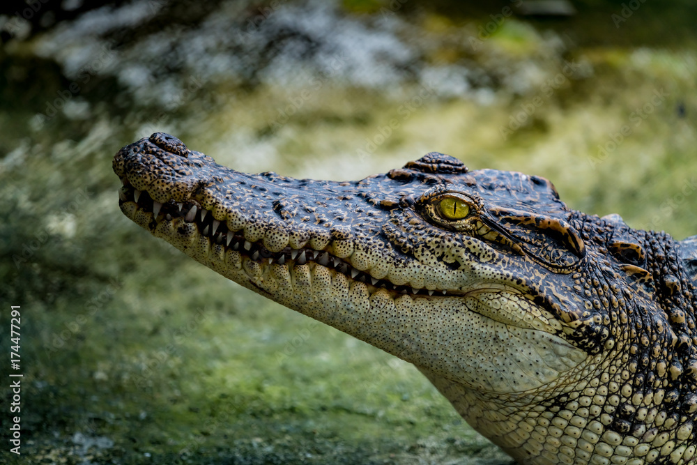 Obraz premium Crocodile in the zoo