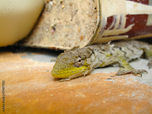 yellow greyish house gecko shedding skin