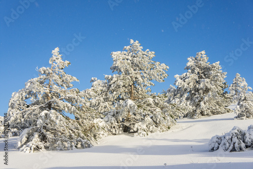  pine covered with snow on a sunny winter day