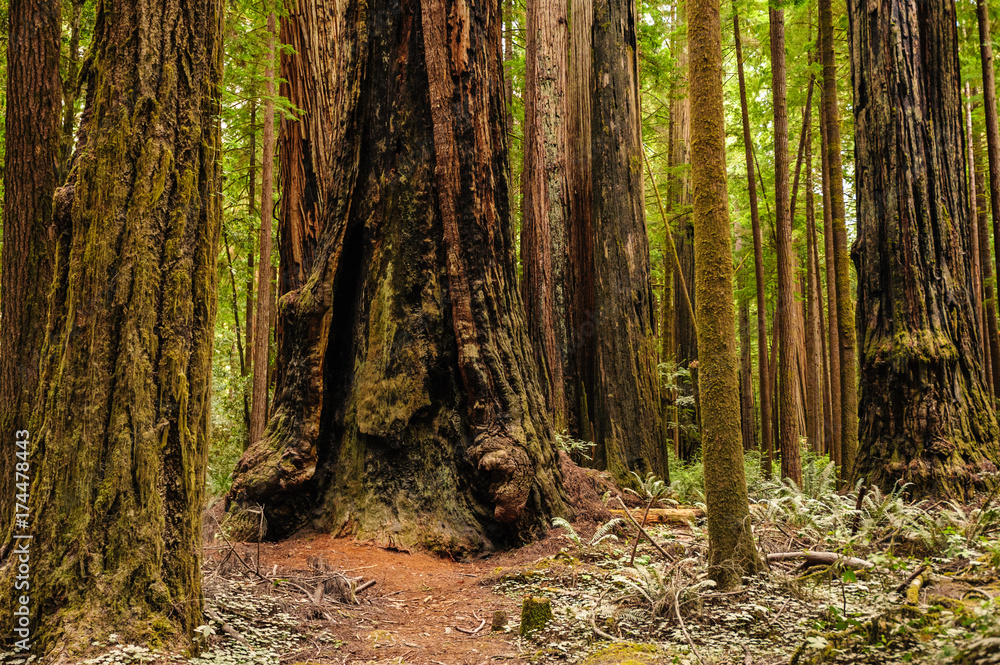 Fototapeta premium Redwood National Forest