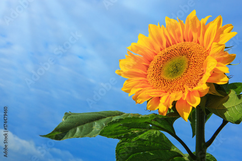 Fototapeta Naklejka Na Ścianę i Meble -  Sun flower against a blue sky.