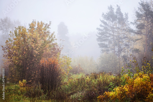Misty fog forest in Belarus  golden autumn folliage