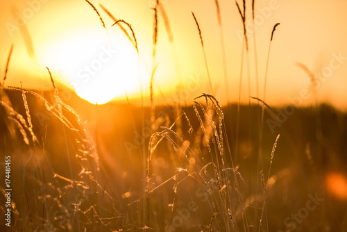 Fotografie Warm autumn background with colorful bright meadow during the sunset