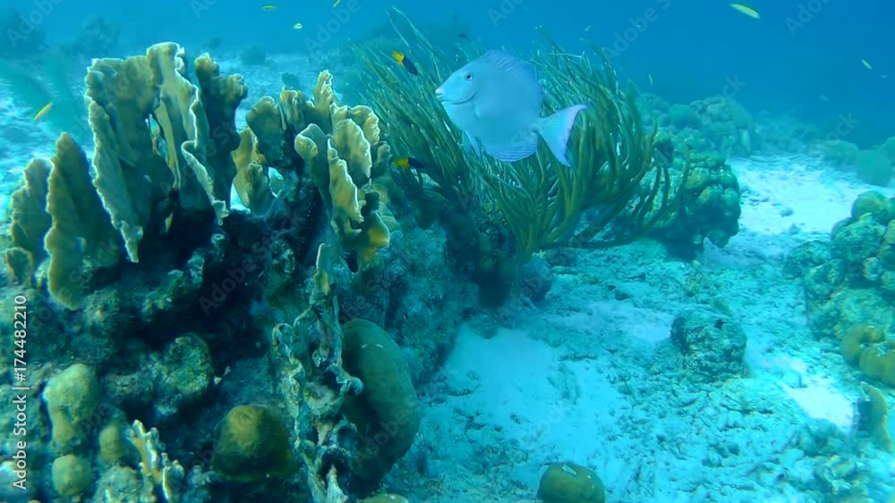coral life caribbean sea underwater 1080P video coral life caribbean sea underwater 1080P video