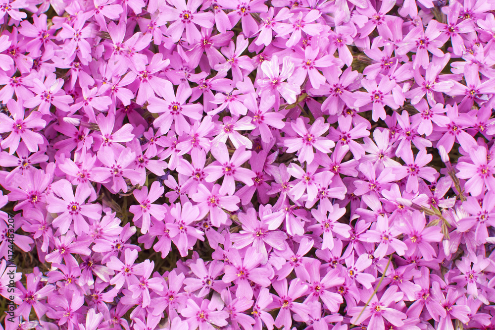 Flowers phlox, purple, background, Flowers phlox, purple, background,