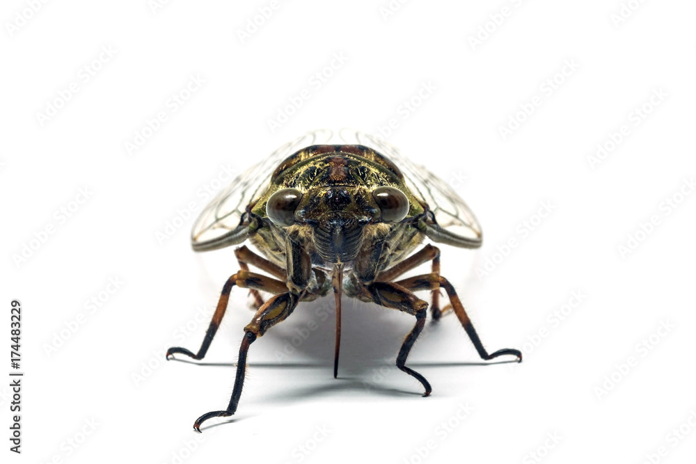 Naklejka premium Cicada isolated on white background