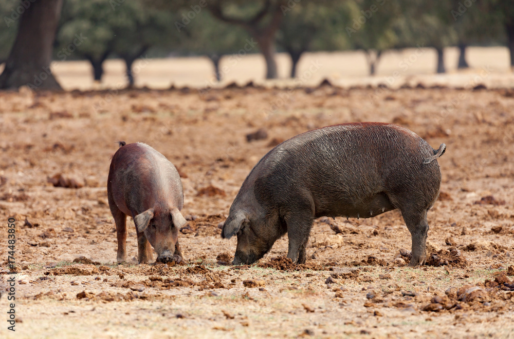 Iberian pigs grazing among the oaks Iberian pigs grazing among the oaks