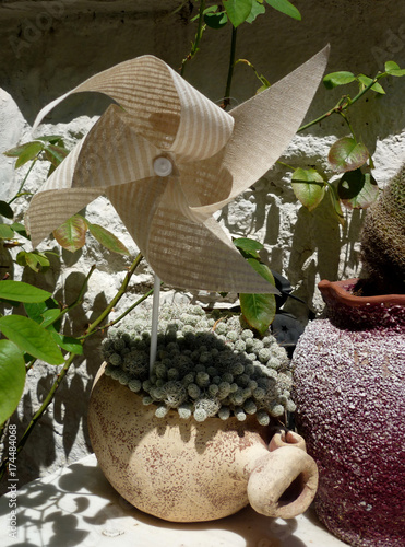 Flowerpots with cactus