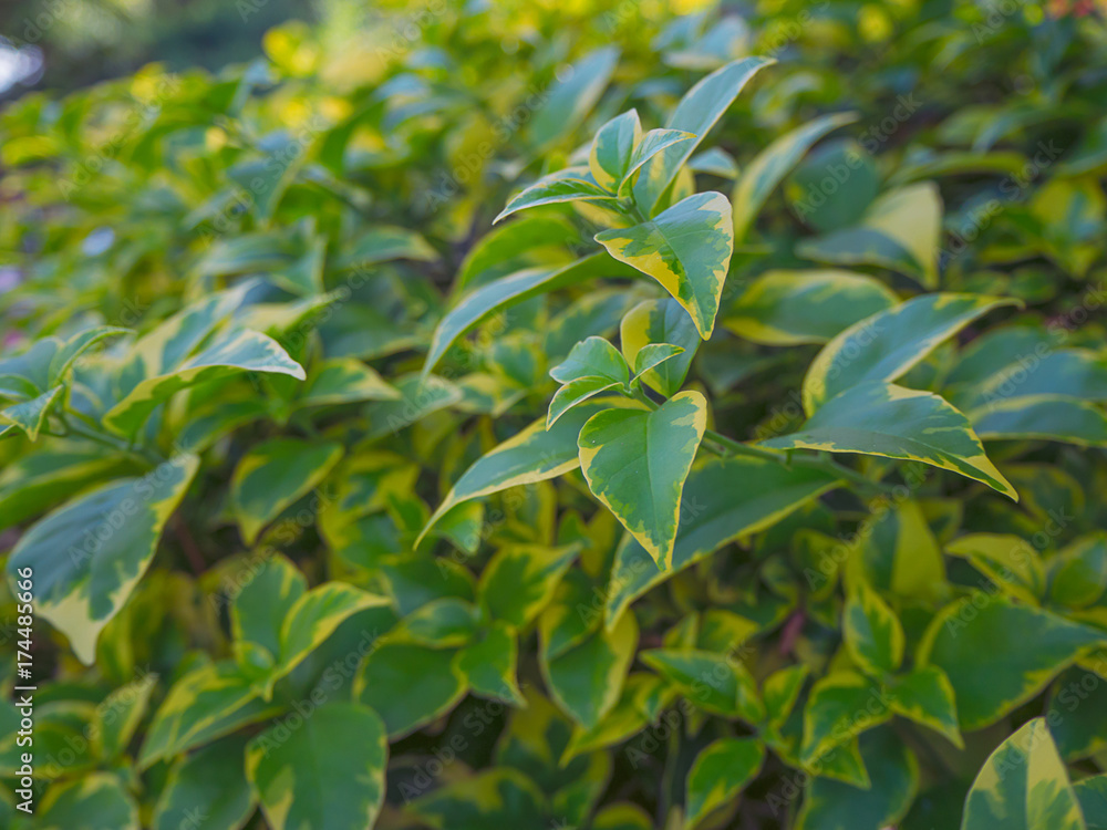 Green leaves background ,Concept of nature conservation. Green leaves background ,Concept of nature conservation.