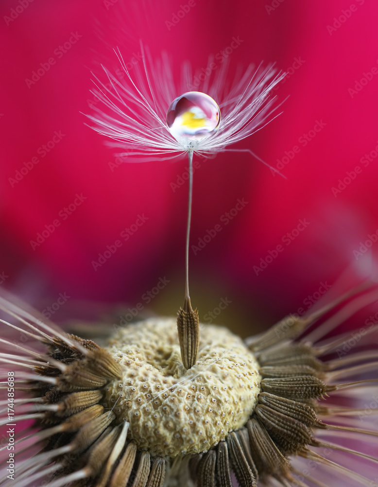 Fototapeta premium Makro ze zdjęciami. Dandelion ziarno z kroplą woda i kwiatu odbicie na nasyconym jaskrawym karmazynu menchii tle. Streszczenie ekspresyjny artystyczny obraz piękna natury.