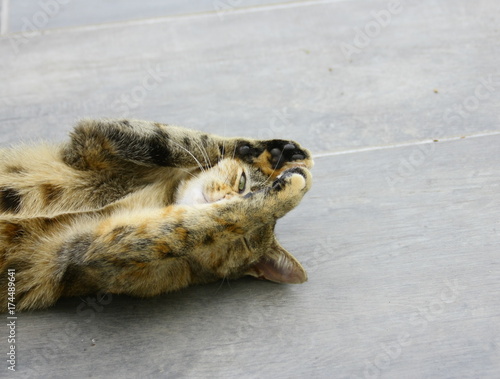 le chat fait sa toilette allonger sur le sol photo