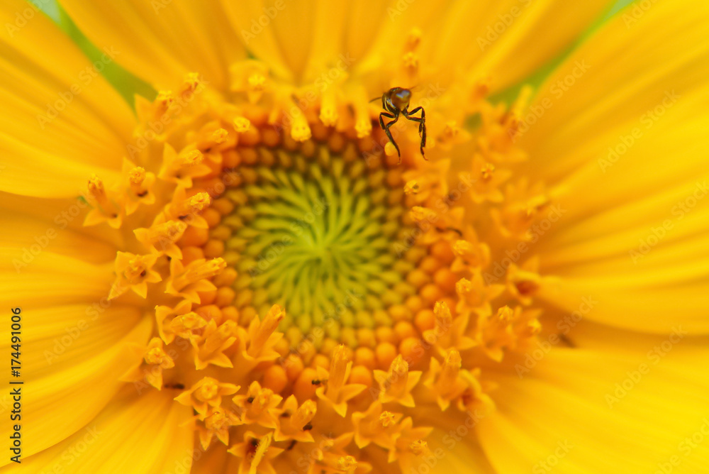 Sunflower Close Up , Selective Focus Sunflower Close Up , Selective Focus