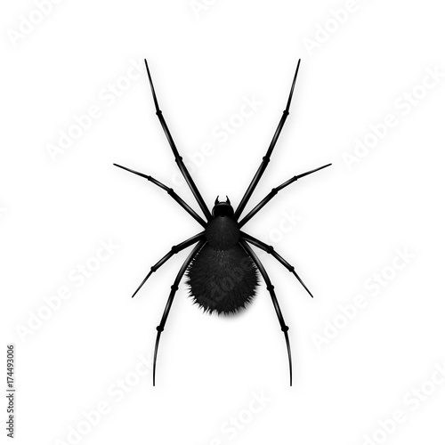 Black spider with fluffy ass isolated on white background. Realistic vector illustration of black spider.