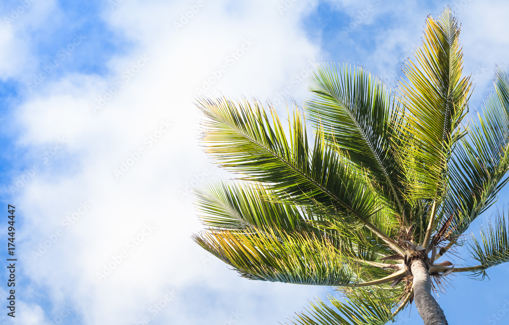 Fototapeta premium Coconut palm under blue cloudy sky background
