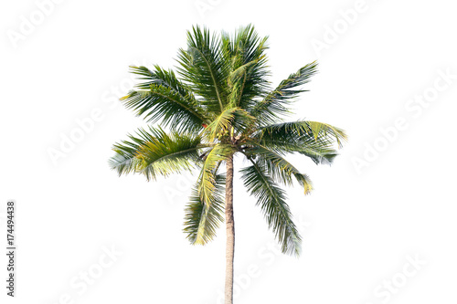 Natural photo of coconut tree isolated on white © evannovostro