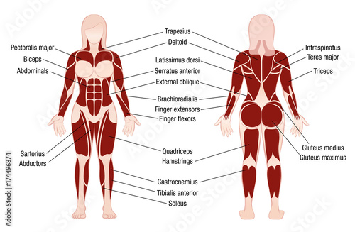 Muscle chart with accurate description of the most important muscles of the female body - front and back view - isolated vector illustration on white background.