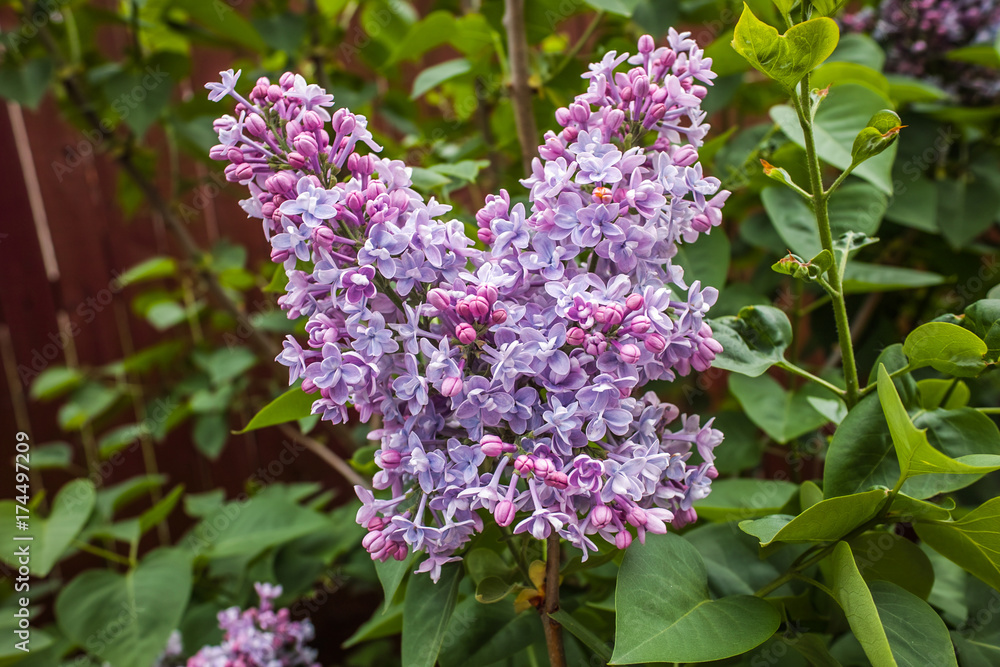 Fototapeta premium Purple Lilac Tree