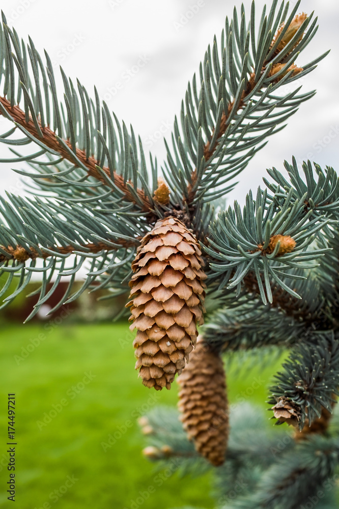 Pine cone on a branch Pine cone on a branch