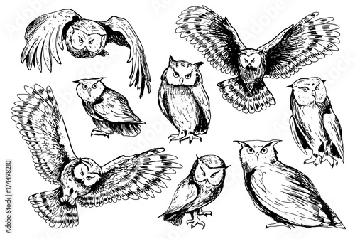 Set of sketches of owls. photo