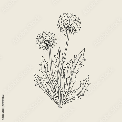 Beautiful drawing of dandelion plant with ripe seed heads or blowballs growing on stems and leaves. Meadow flower or wild flowering herb hand drawn in retro style. Natural vector illustration.